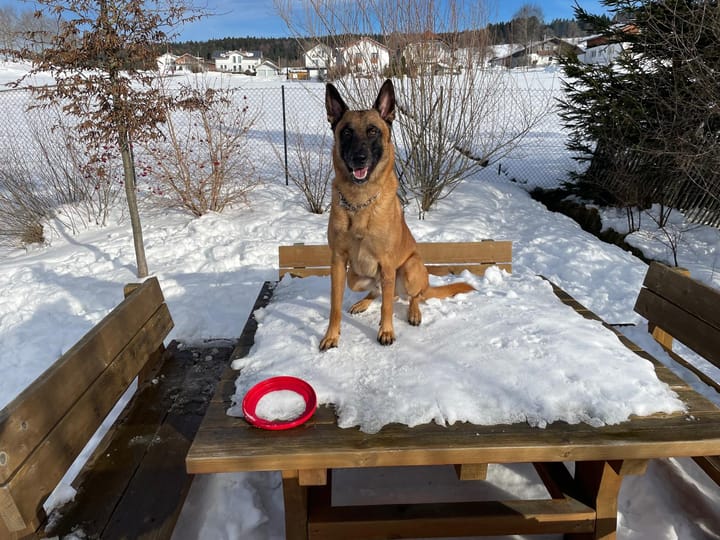 🐕‍🦺 Elmo Echo – Der belgische Schäferhund mit Doppelleben